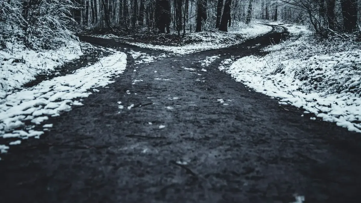 Lesná cesta, ktorá sa rozdvojuje na dva smery medzi stromami